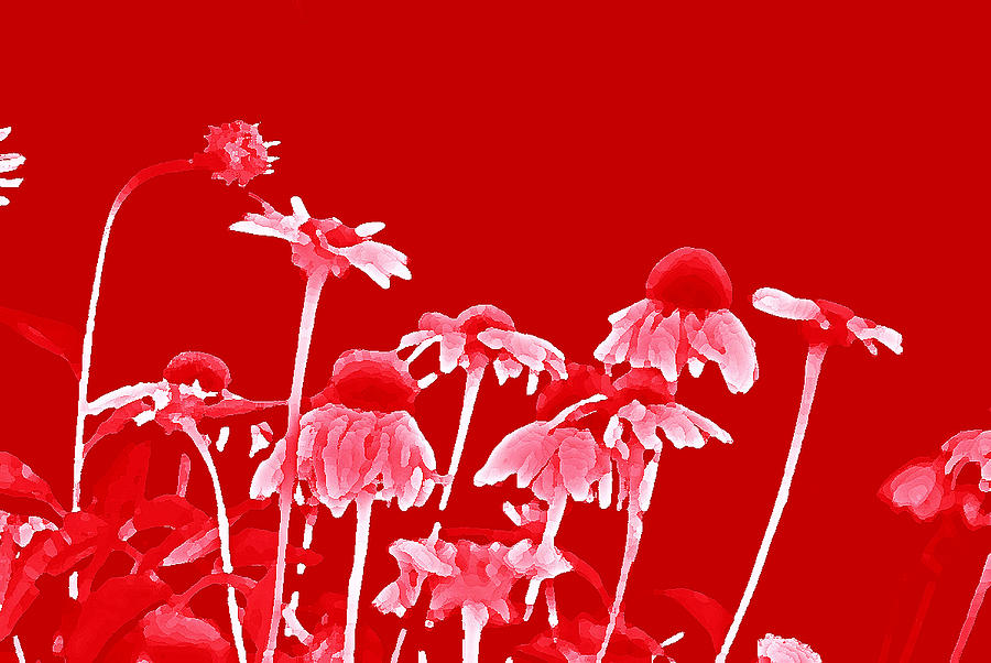 Red Image Study Study In Red Photograph by Cindy Whitehead - Fine Art America