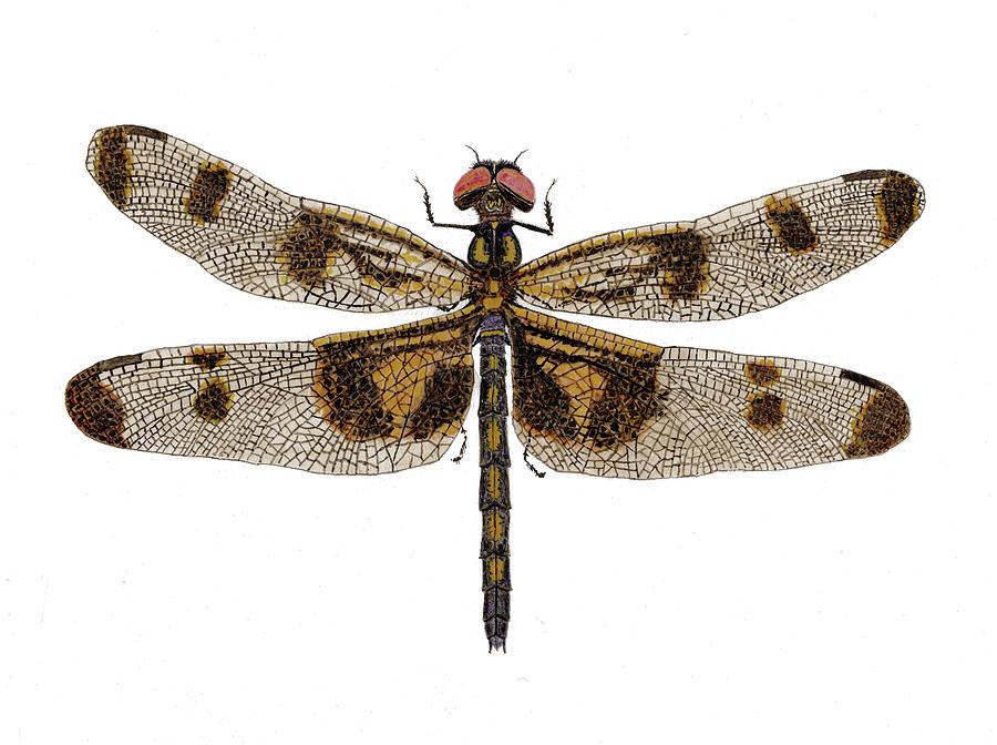 Study of a Banded Pennant Dragonfly Painting by Thom Glace