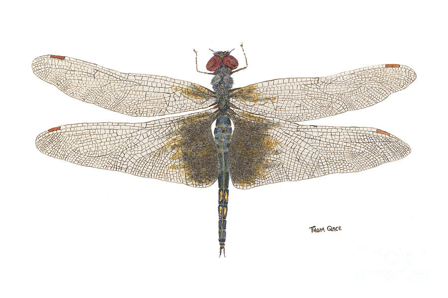 Study of a Female Black Saddlebags Painting by Thom Glace