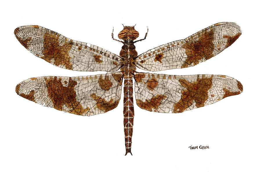Study of a Female Filigree Skimmer Painting by Thom Glace