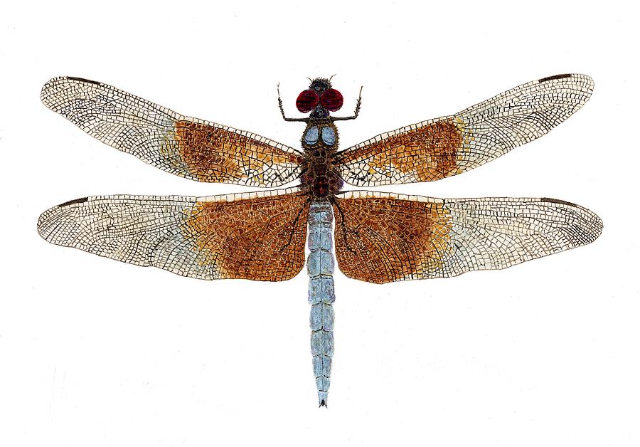 Study of a Female Widow Skimmer Dragonfly Painting by Thom Glace