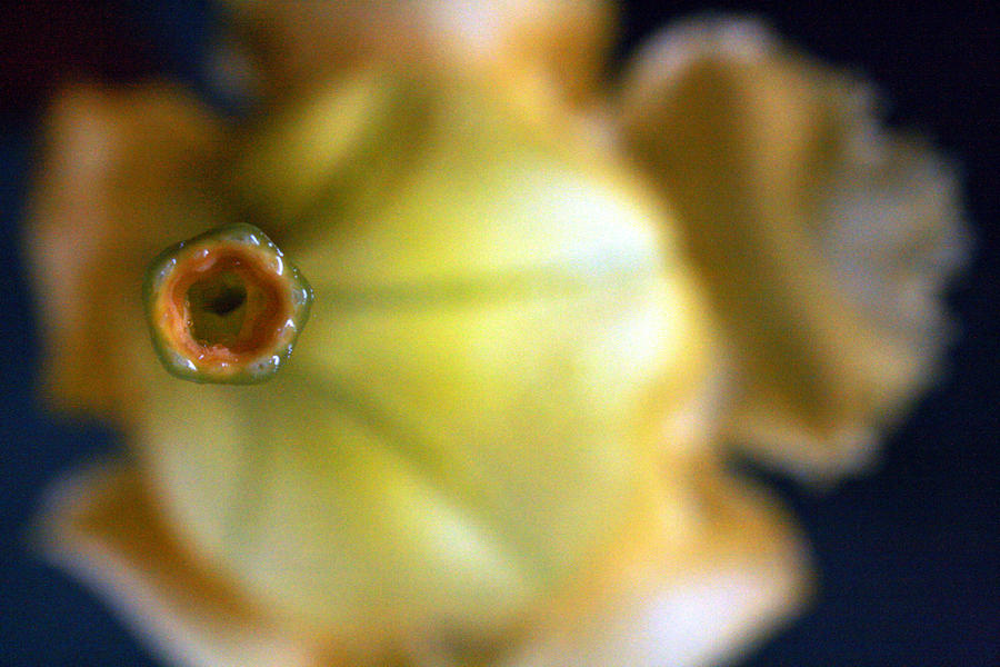 Study of a Golden Cup Flower 6 Photograph by Jennifer Bright Burr