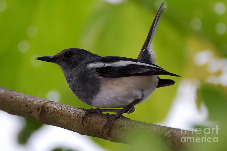 Study of a Magpie-Robin Photograph by Fotosas Photography