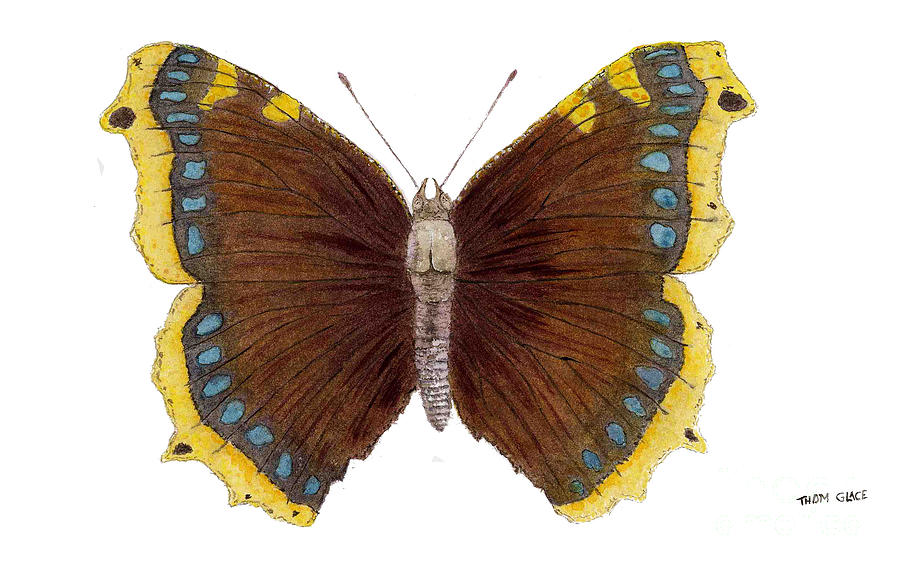 Study of a Mourning Cloak Butterfly Painting by Thom Glace
