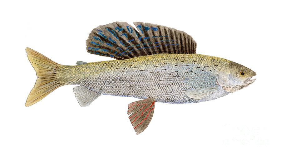 Study of an Arctic Grayling in MontanaColoring Painting by Thom Glace