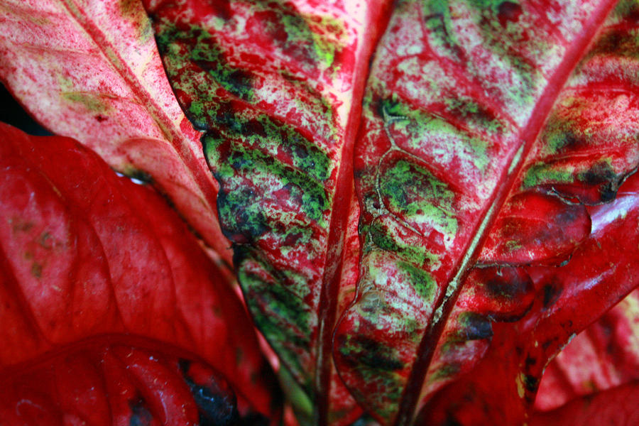 Study of the Croton 2 Photograph by Jennifer Bright Burr