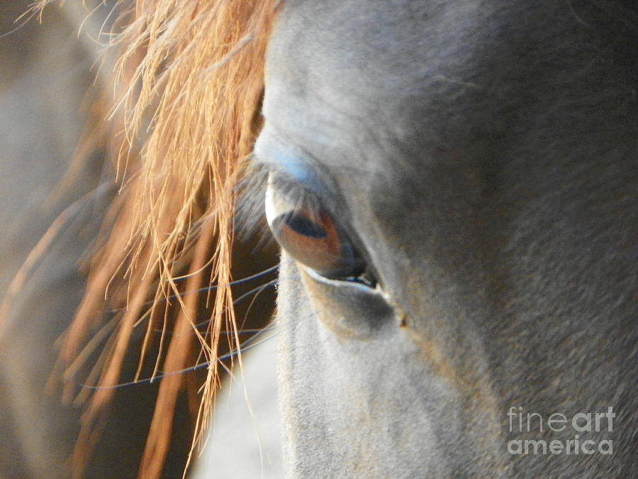Study of the Horse Eye Photograph by David Ackerson