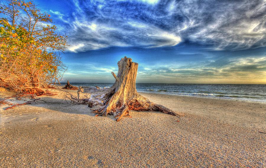 Stump Beach Photograph by Sean Allen