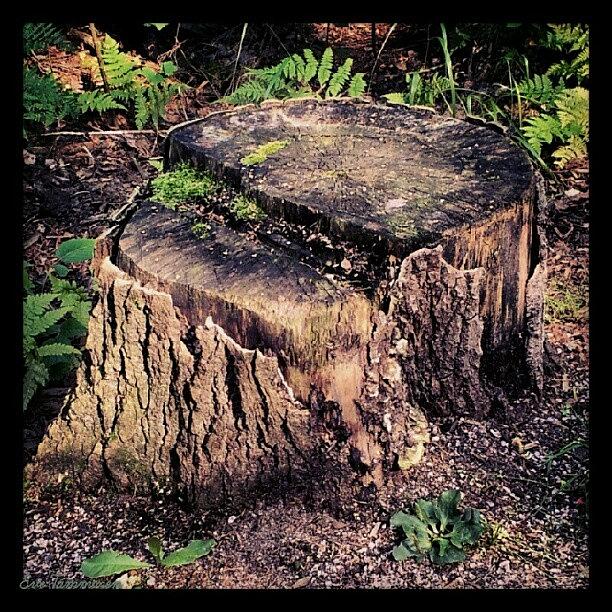 Summer Photograph - Stump Of A Tree by Eve Tamminen