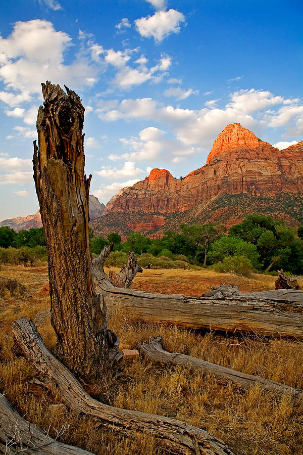 Stumped at Zion Photograph by Peter Tellone