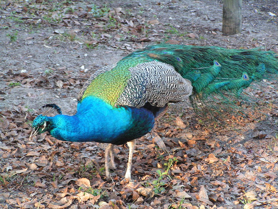 Stunning Florida Peacock Photograph by Bella S - Fine Art America