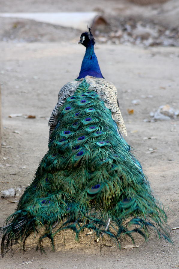 Stunning Peacock Photograph by Kim Galluzzo