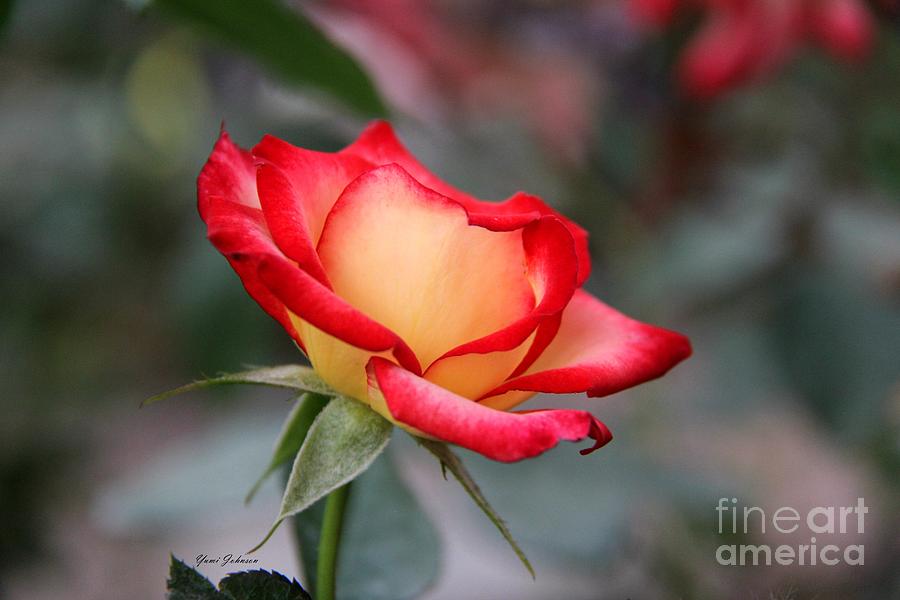 Stunning Rose Photograph by Yumi Johnson