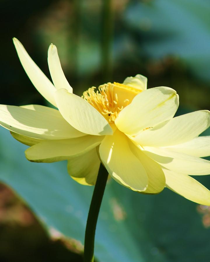 Stunning Water Lily Photograph by Bruce Bley