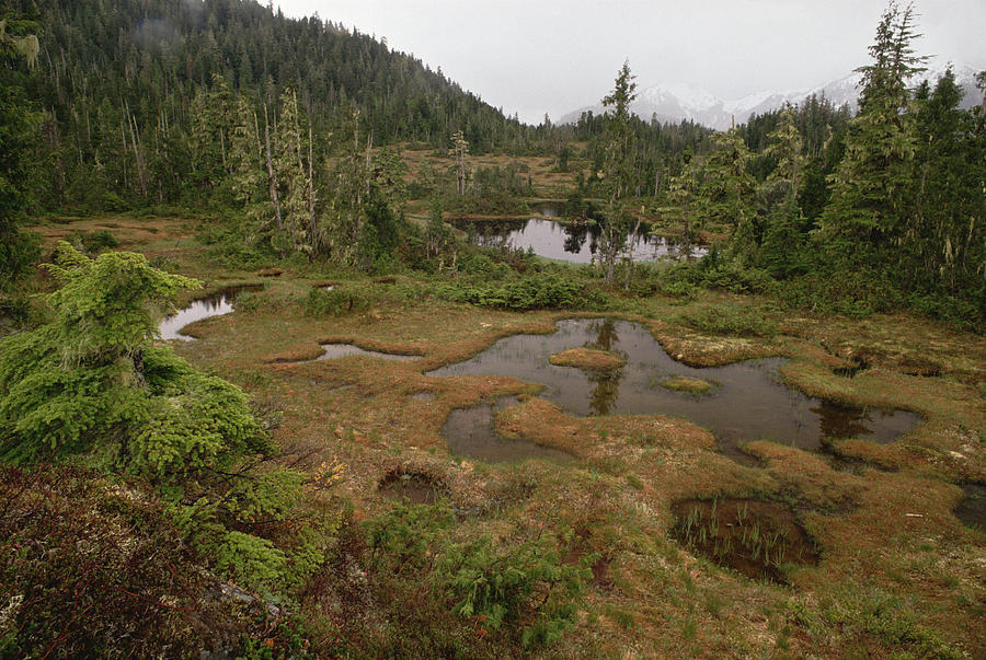 Stunted Muskeg Forest, Temperate Photograph by Gerry Ellis