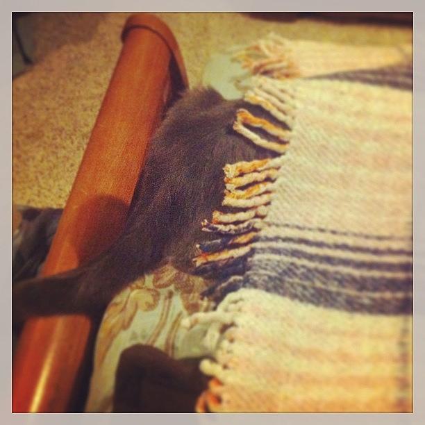 Stupid Cat Is Hiding Under The Blanket Photograph by Sarah Steele Stupid Cat Is Hiding Under The Blanket Photograph by Sarah Steele