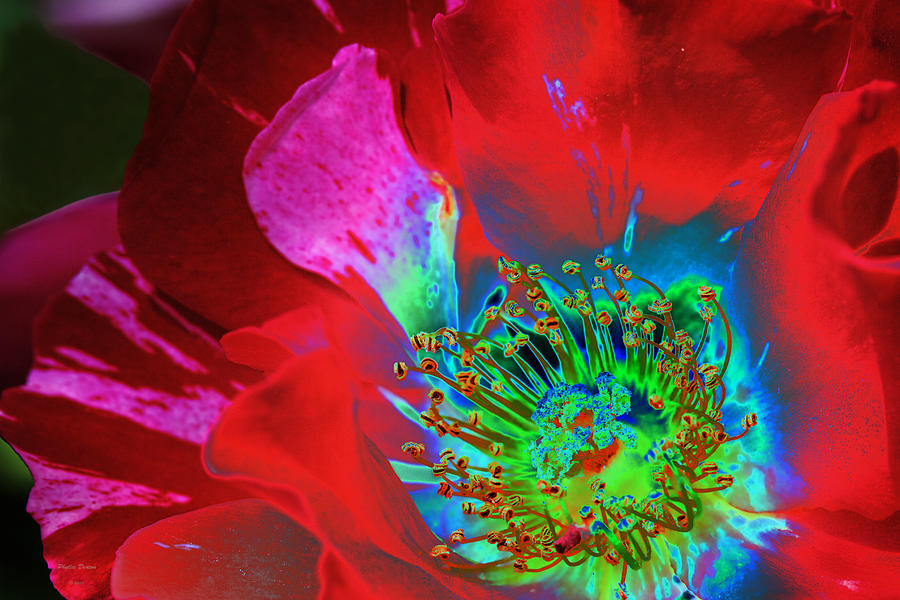 Stylized Flower Center Photograph by Phyllis Denton