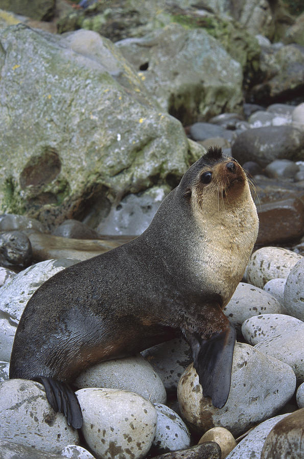 Subantarctic Fur Seal Arctocephalus Photograph by Tui De Roy