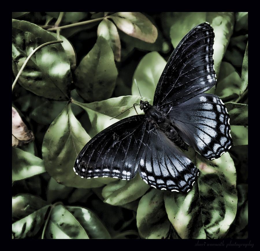 Subdued Butterfly Photograph
