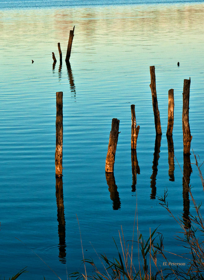 Submerged Trees At Sunset Photograph by Ed Peterson