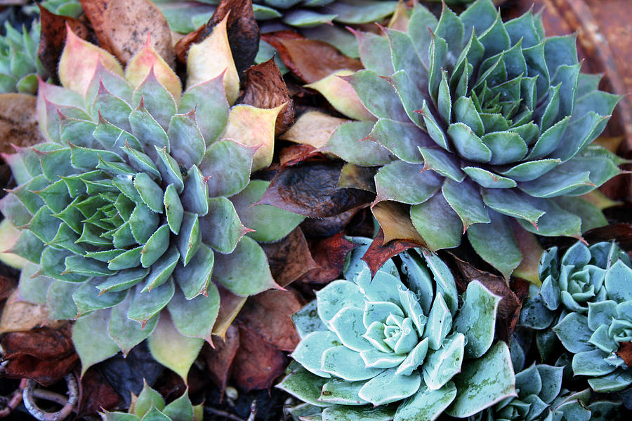 Succulents Photograph by Sherrie Triest