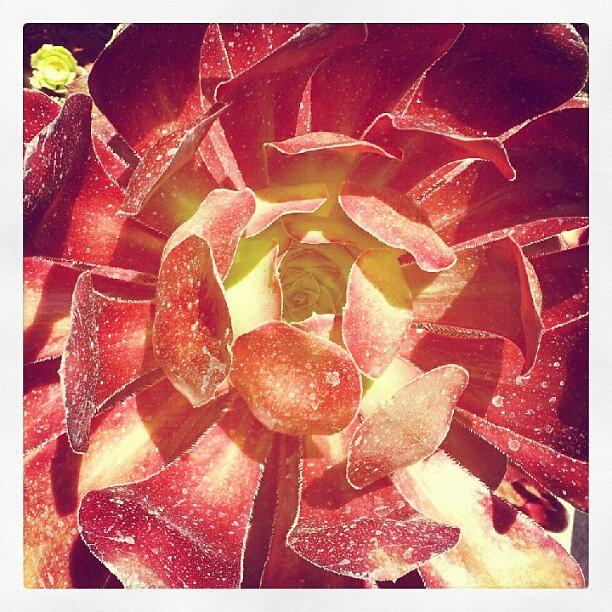 Succulent @ Huntington Library Photograph by HK Moore