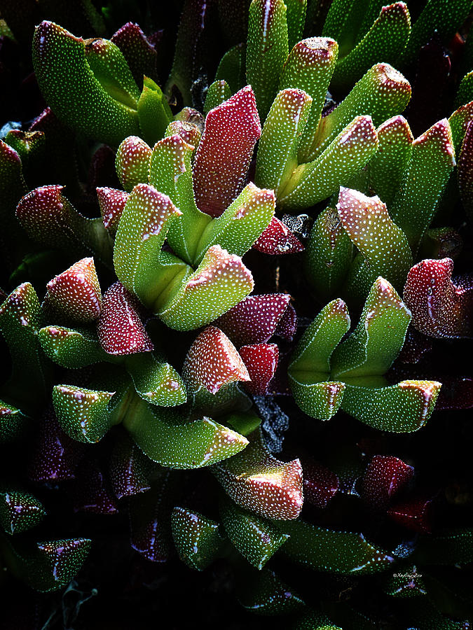 Nature Photograph - Succulent 5 by Xueling Zou