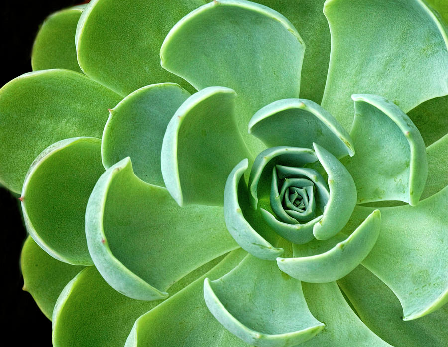 Succulent Photograph by Dave Mills