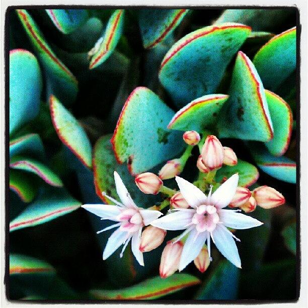 Succulent Flowers! Photograph by Sanjay Lalwani