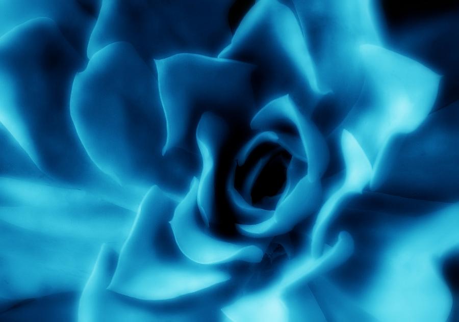 Succulent In Blue Photograph by Mark Fuller