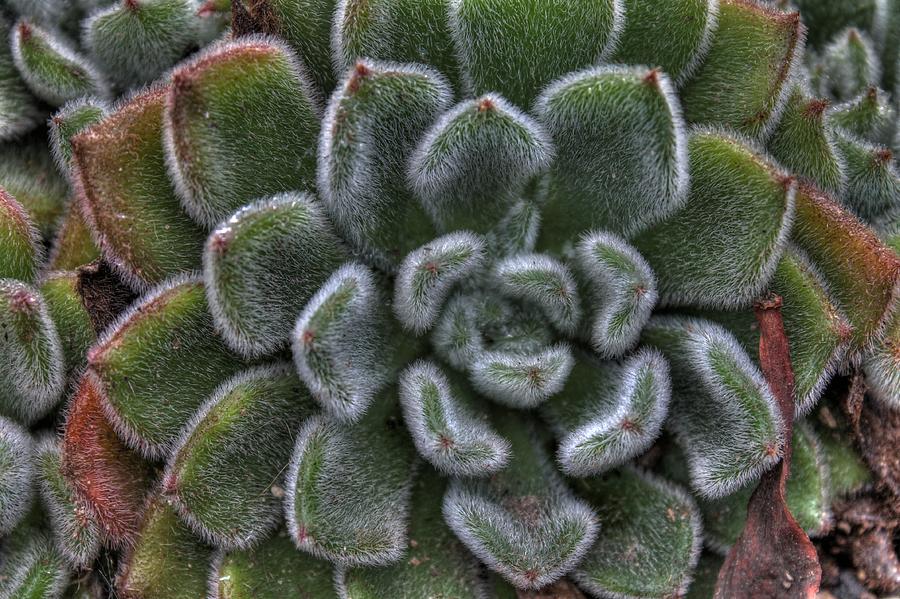 Nature Photograph - Succulent by Jane Linders