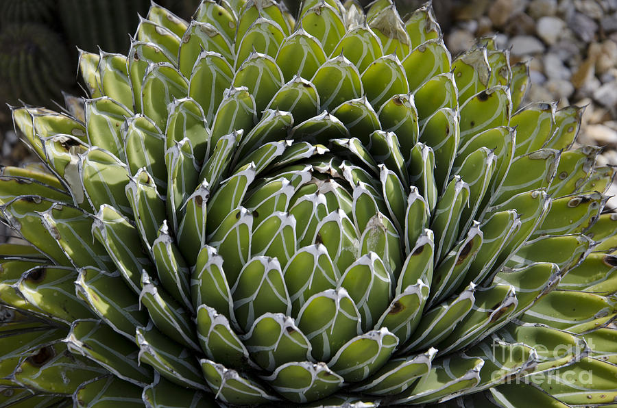 Succulent Photograph by Jim And Emily Bush