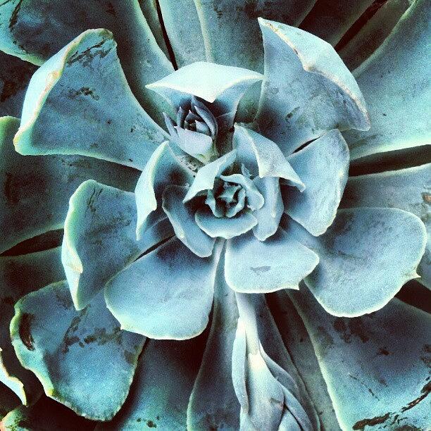 Droid Photograph - Succulent Layers #android #andrography by Marianne Dow