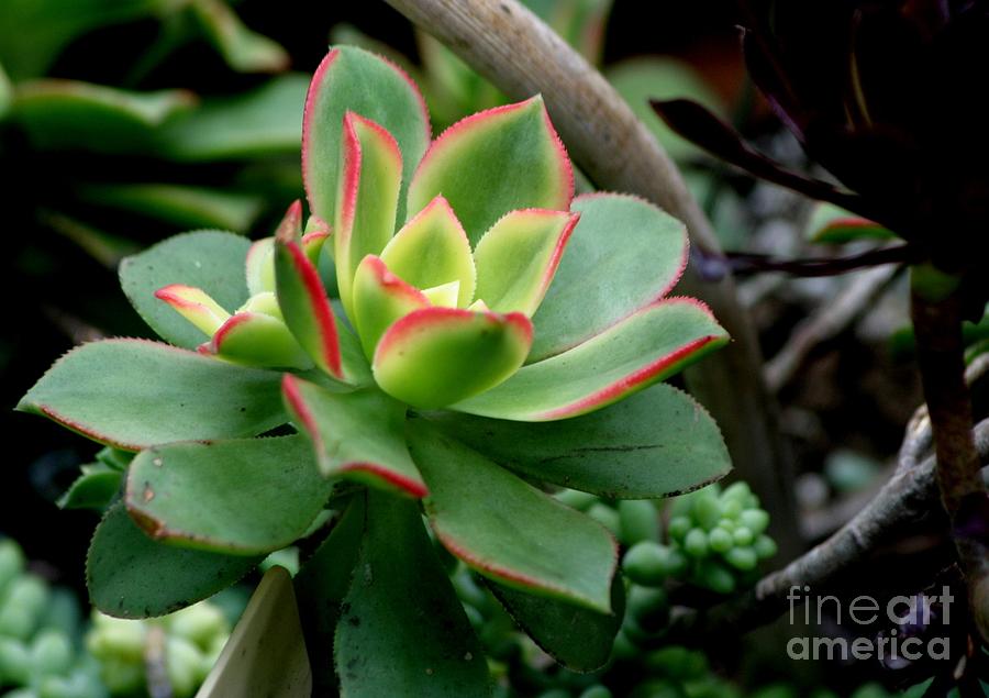 Succulent Photograph by Living Color Photography Lorraine Lynch
