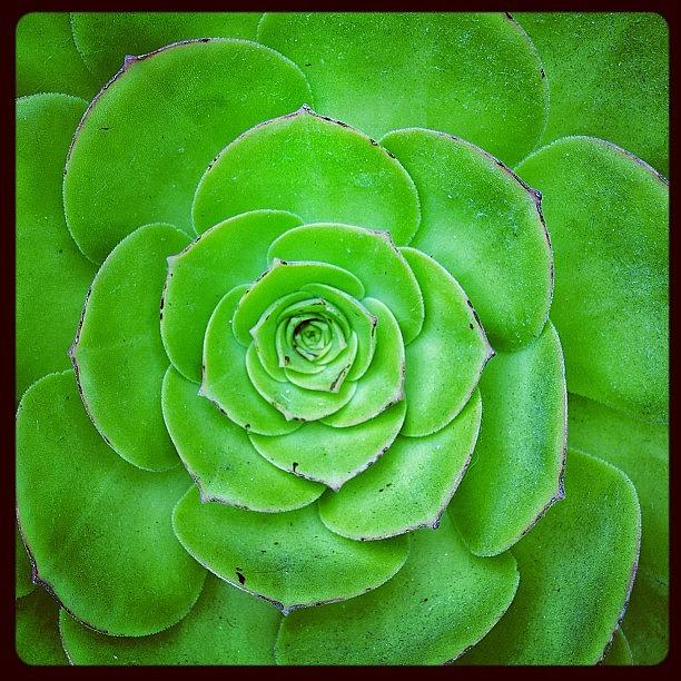 Snapseed Photograph - Succulent Plant, San Francisco by Chris Bechard