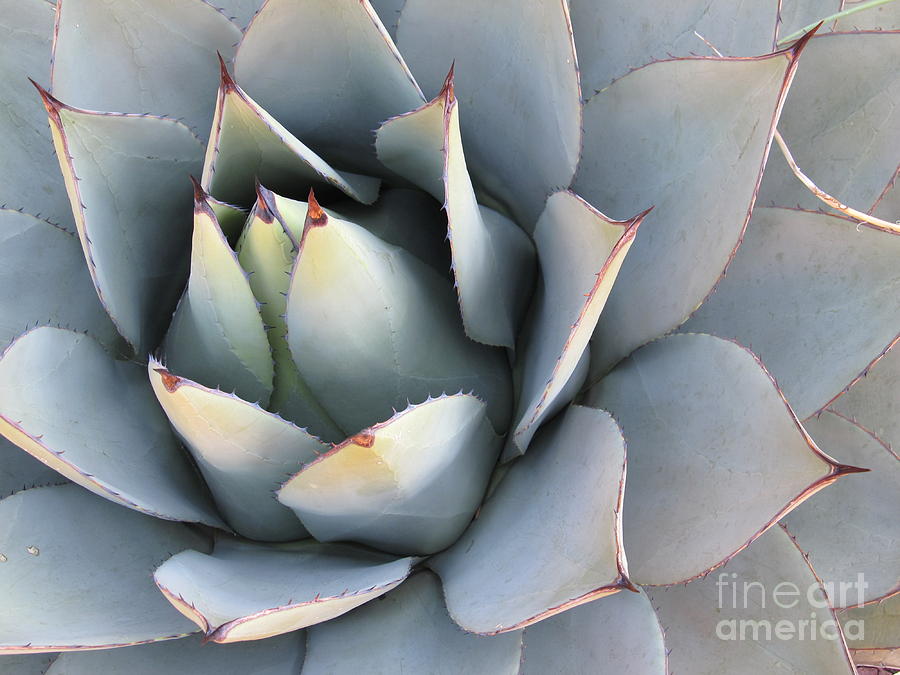 Succulent Photograph by Tracy L Teeter 
