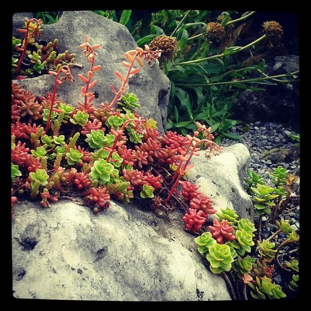 Succulents On A Rock Photograph by Yvonne Becker