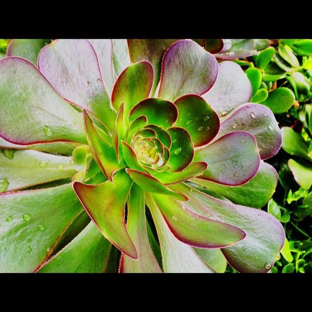 Plants Photograph - Succulents? #plants by Doug Sandquist