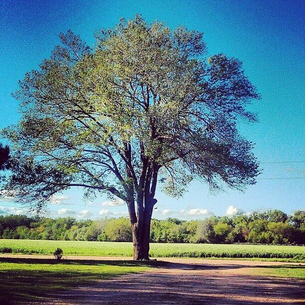 Tree Photograph - Such A Beautiful Day After The Tornado by Emma Holton