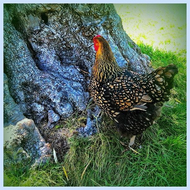 Chicken Photograph - Such A #pretty #calistoga #chicken #gmy by Debi Tenney