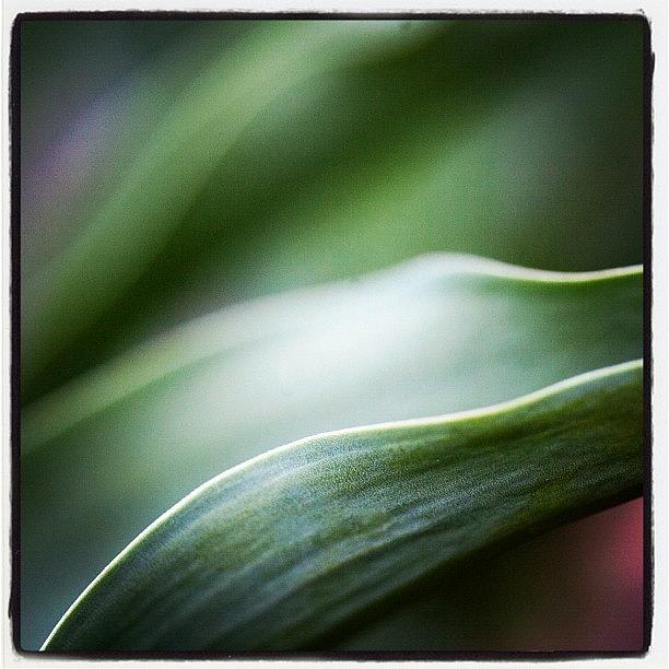 Flora Photograph - Such Delicate Curves... #flora by Kevin Smith
