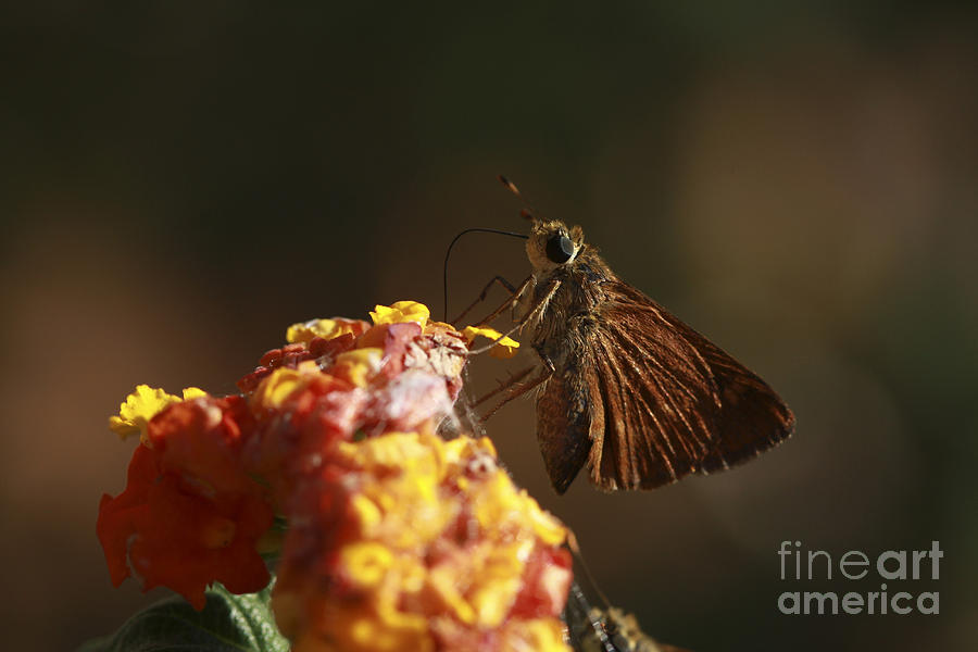 Butterfly Photograph - Suck it Up by Kim Henderson