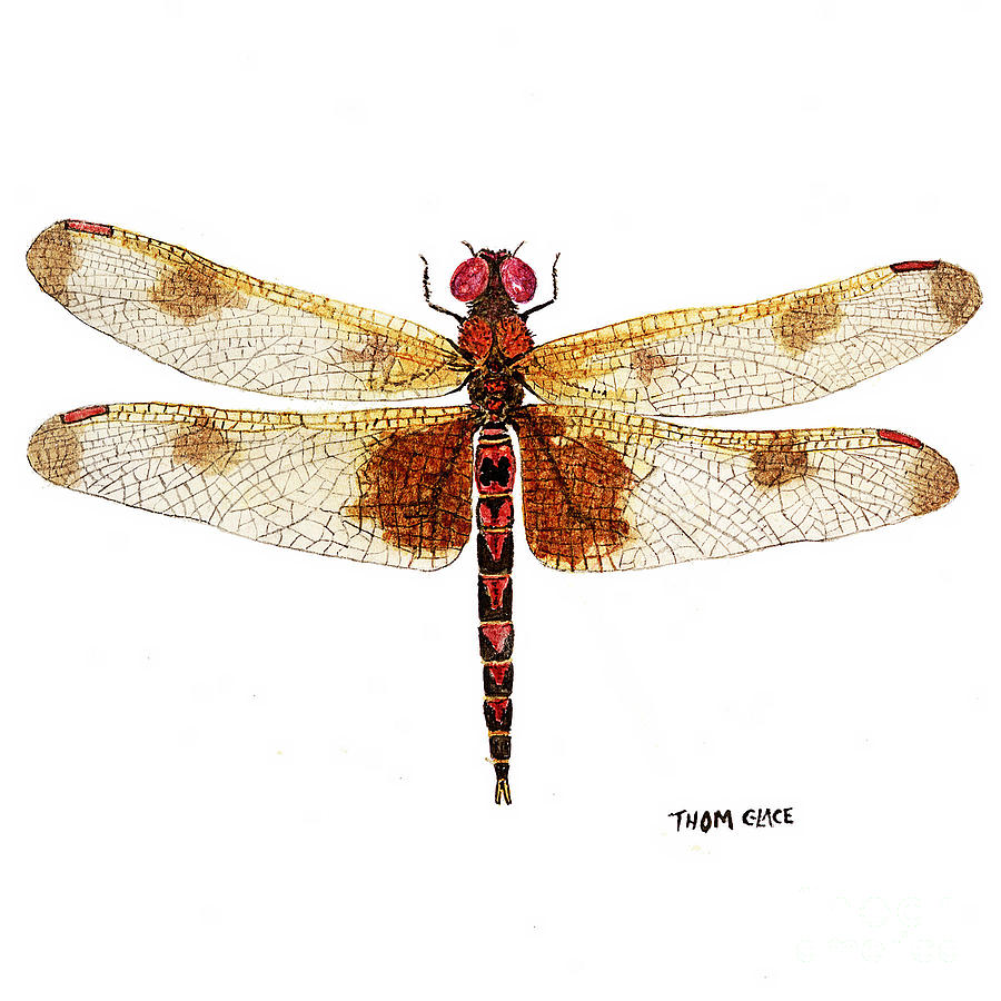 Sudy of a Calico Pennant Painting by Thom Glace
