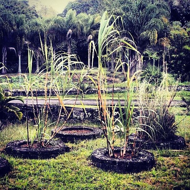 Summer Photograph - Sugar Cane Plants by Fotocrat Atelier