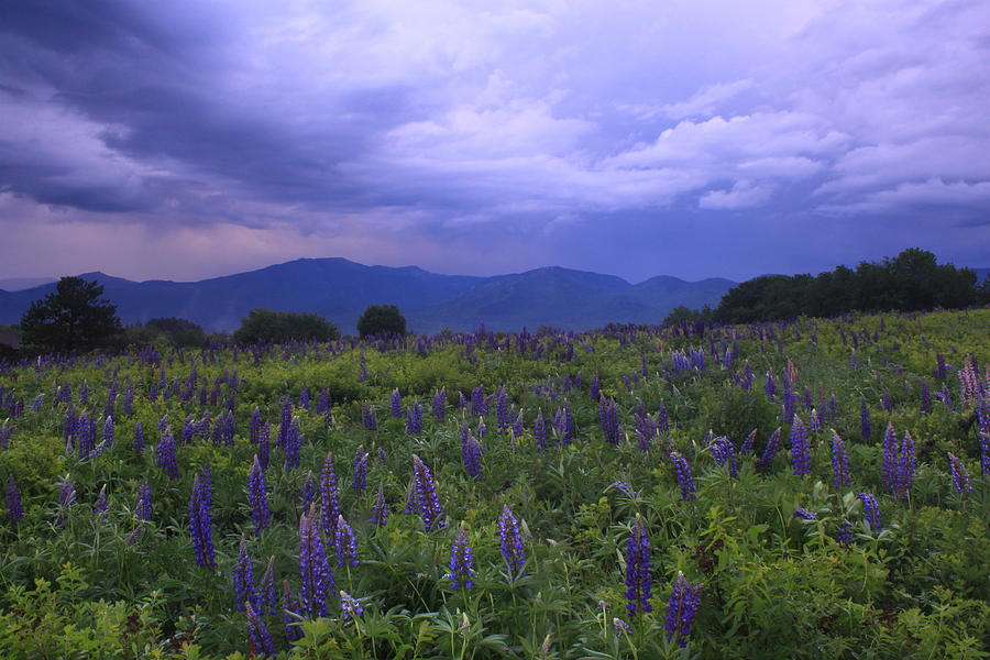 Sugar Hill Lupines Thunderstorm Clearing Photograph by John Burk