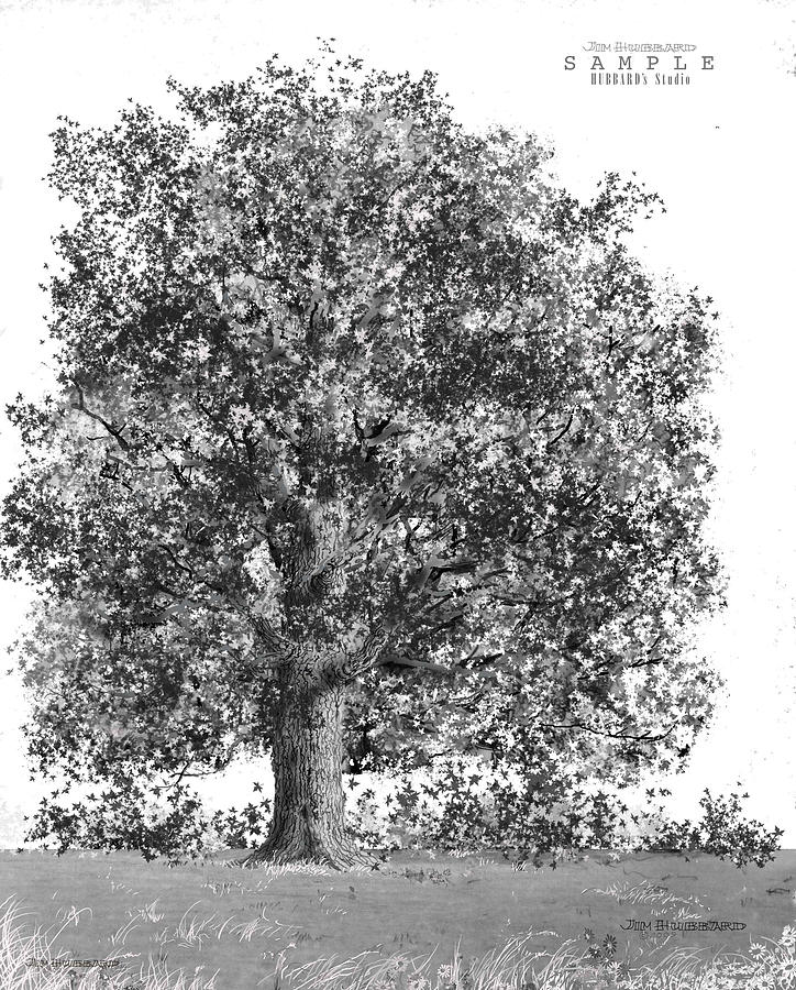 Sugar Maple Drawing by Jim Hubbard - Fine Art America