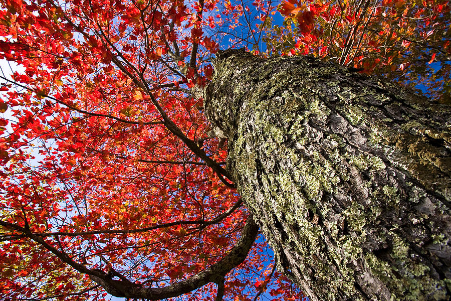 Up Movie Photograph - Sugar Maple by Robert Clifford