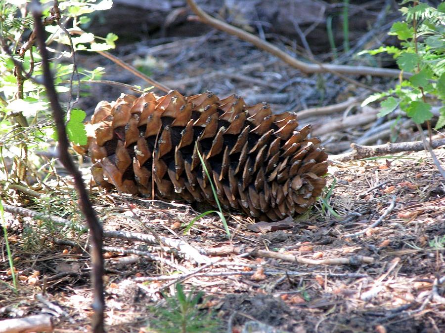 Nature Photograph - Sugar Pine Cone by Chris Gudger
