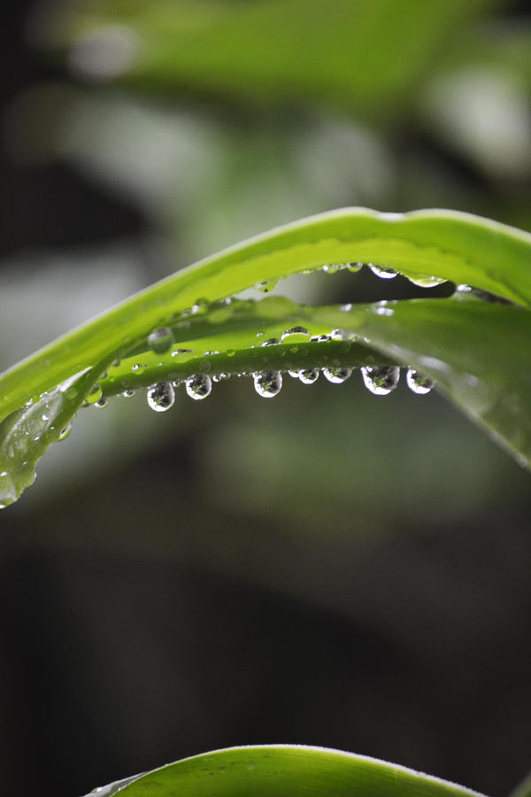 Sugar Snap Raindrops Photograph by Melanie Moraga