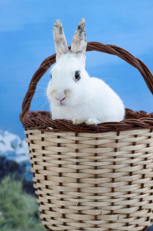 sugar the easter bunny 3 - A curious and cute white rabbit in a hand basket  Photograph by Pedro Cardona Llambias